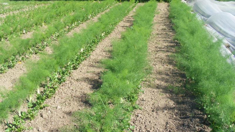 Il est important d'avoir une bonne luminosité du site de production. Il est possible de combiner les espaces avec d'autres espèces à récolter à d'autres moments pour atteindre ce but.