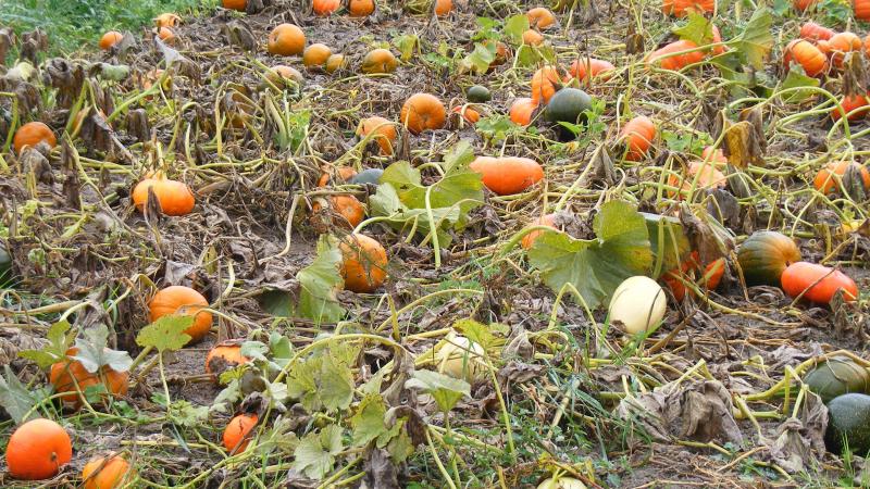 Le potimarron produit de nombreux fruits de taille moyenne.