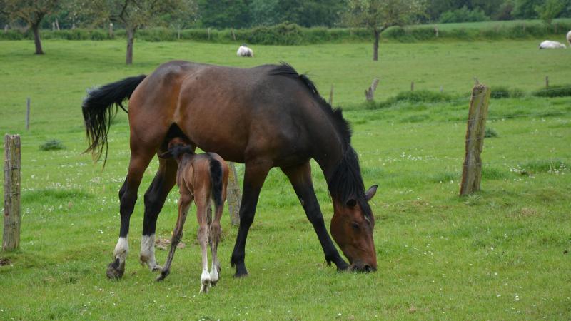 Les chevaux qui franchissent la frontière belge doivent être accompagnés d’un certificat sanitaire attestant  de leur état de santé.