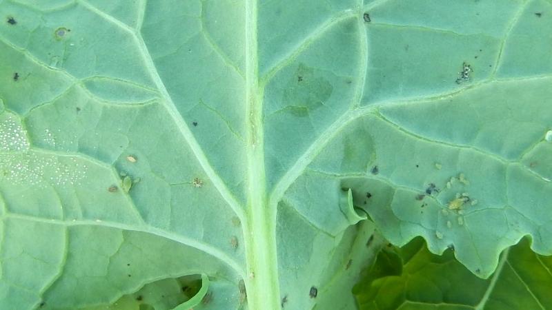 Sur les plantes, le nombre de pucerons observés à la face inférieure des feuilles varie entre 0 et 7 pucerons en moyenne par plante observée.