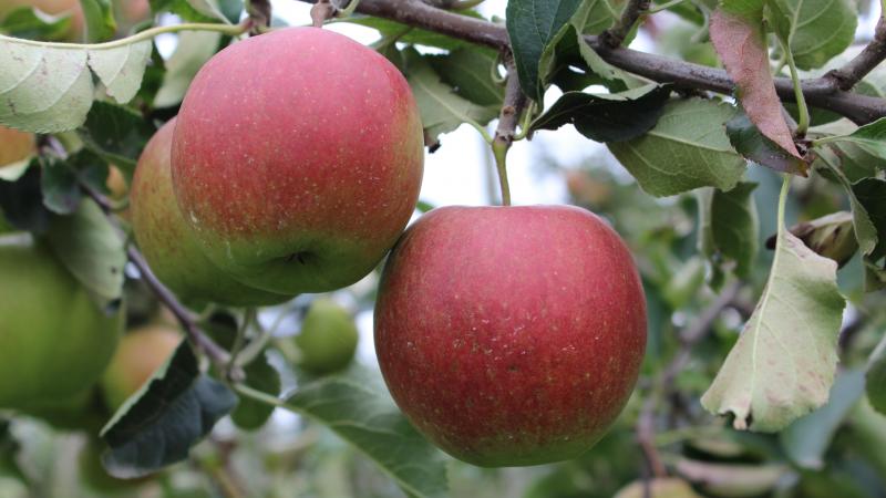 Les plants commandés seront  disponibles en novembre 2025.