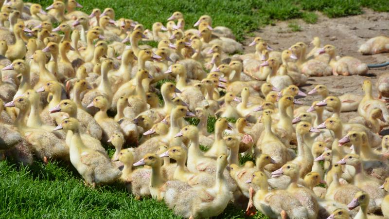 Les consommateurs ignorent, notamment, que les canards passent 90 % de leur vie en extérieur.