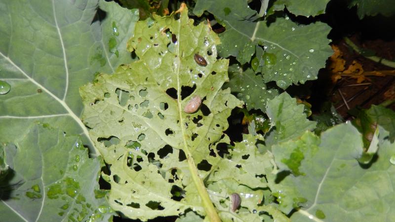 La saison a été marquée par la présence des limaces.