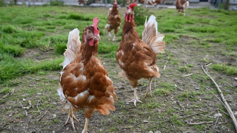La grippe aviaire A (H5N1) est apparue pour la première fois en 1996 mais, depuis 2020, le nombre des foyers chez les oiseaux a explosé et un nombre croissant d’espèces de mammifères ont été touchées.
