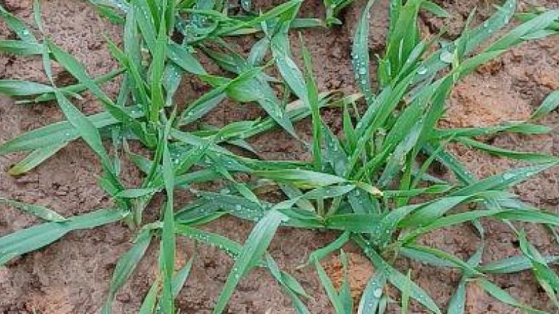 Les températures de fin d’année plus élevées que les normales climatiques ont permis à certains escourgeons de profiter de la minéralisation pour prélever de l’azote dans le profil.