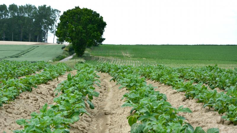 Au départ, 30 gènes de résistance au mildiou étaient connus, mais seuls onze d’entre eux étaient bien  distincts. Depuis lors, au moins cinq gènes ont été contournés. Il en reste donc six, sept si le nouveau gène Rpi-amr1 est compté.