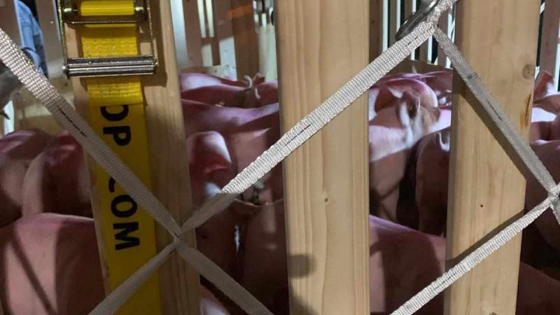 Des cochons vers l’Asie.