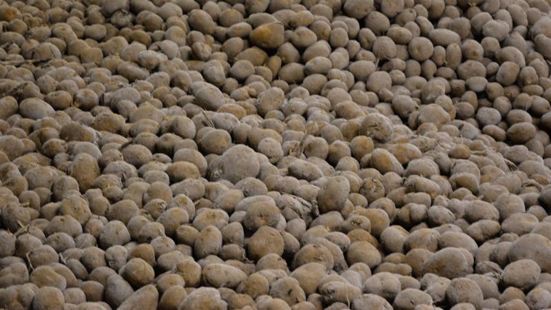 Le stockage de céréales sera interdit dans des hangars où ont été entreposés précédemment des produits traités pendant le stockage avec des produits phytopharmaceutiques non autorisés pour les céréales, comme les inhibiteurs de germination de la pomme de terre.