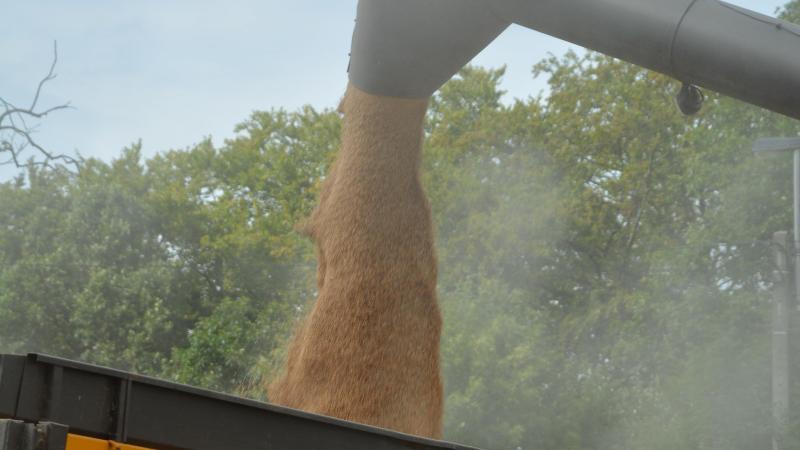 La production  mondiale de blé  devrait  approcher  800 millions  de tonnes.