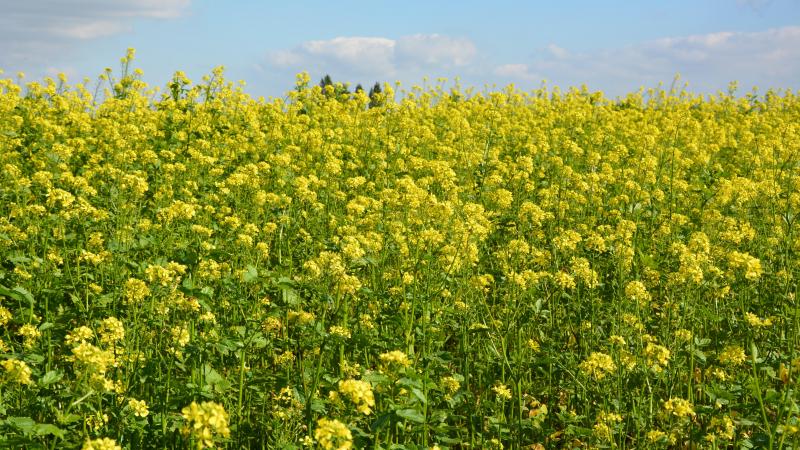Une Cipan, mise en place dès que possible, permet de diminuer significativement le  reliquat azoté mesuré dans le sol  en décembre.