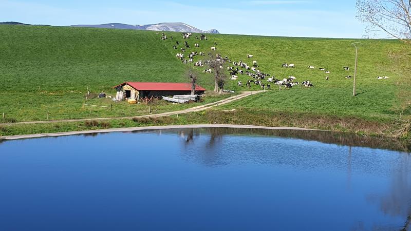 Dans la ferme espagnole, durant la saison estivale, le pâturage représente environ 15 % de l’ingestion quotidienne.