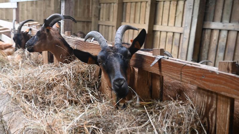 Avec cette filière, les éleveurs caprins disposent désormais d’une solution concrète pour valoriser leurs chevreaux, dans un circuit organisé et équitable.