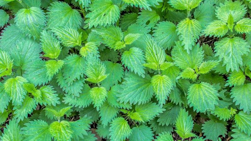 plant-3341475