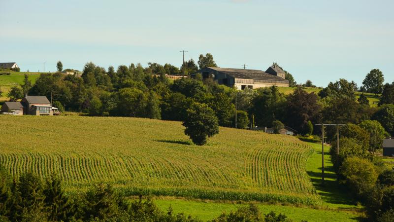 En Ardenne, les rendements et la qualité ont fortement augmenté en 20 ans, passant d’une moyenne de 12 t/ha et 866 VEM à 16,5 t/ha et 917 VEM avec des productions dépassant 18 t/ha certaines années.