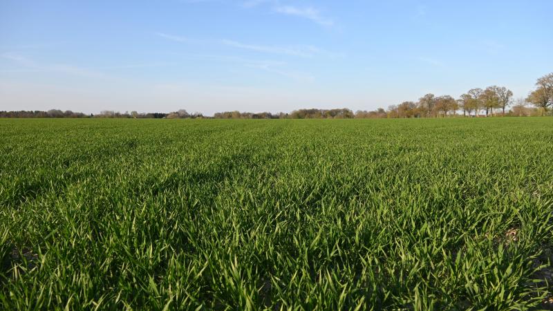 Les pertes de rendement, évaluées par les essais des années précédentes, constituent un bon indicateur de risques qui peut aider l’agriculteur dans le choix de son niveau de protection.