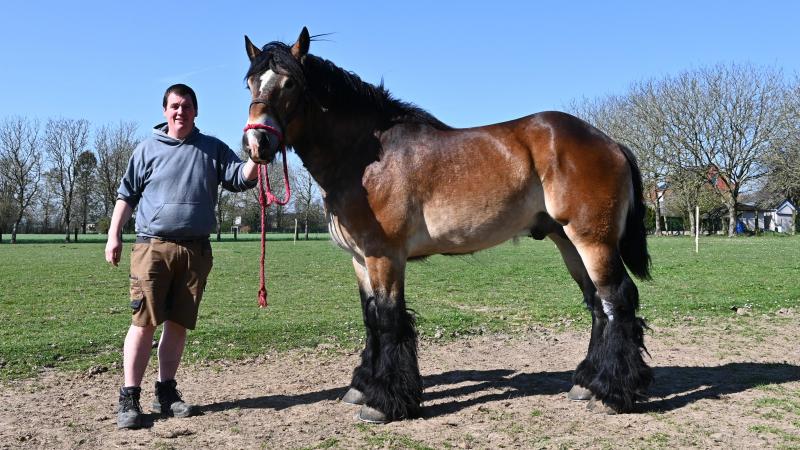 Louis-Philippe Borremans avec Major. Gagnant au concours Agriflanders, cet étalon fait partie des dix chevaux de trait belge de l’éleveur.