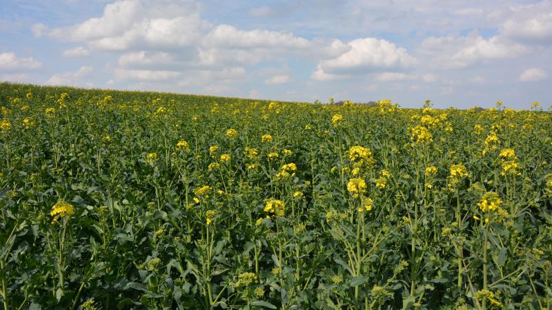 Il est important de rappeler que la loi sur le bail à ferme s’applique d’autorité même si un contrat contraire à la loi a été signé.
