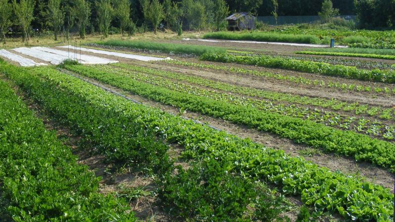 Le céleri-rave est surtout cultivé pour être valorisé en industrie. Cependant, il reste une belle opportunite de production pour le circuit court.