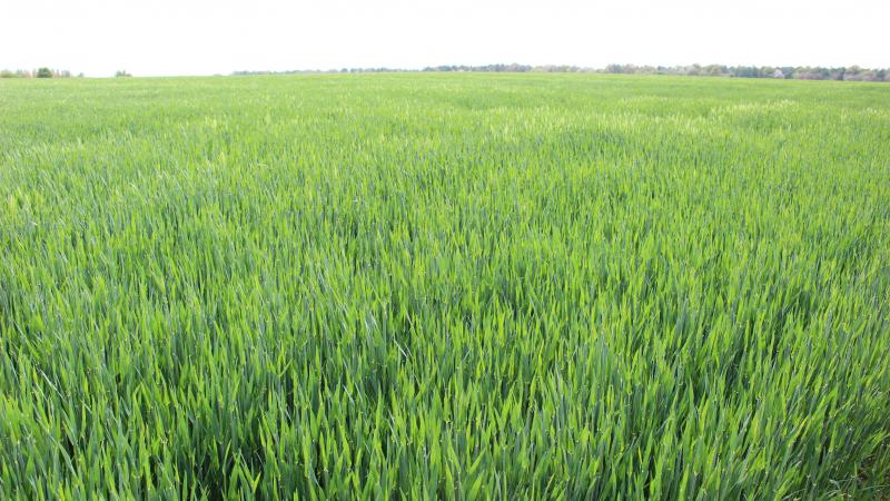 Sur le terrain, les premières barbes et épis commencent à apparaître dans les champs les plus précoces.