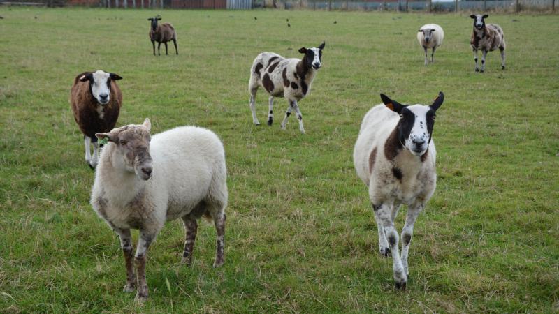 La perception des cotisations  est maintenue pour les petits ruminants. La facture sera envoyée le 16 mai.