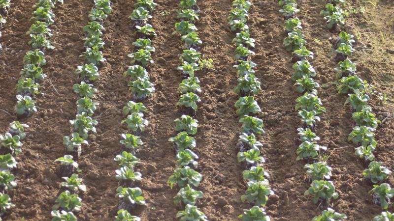 De nombreuses espèces peuvent être semées en place ou en pépinière, puis repiquées. Le repiquage économise de la surface en raccourcissant le temps d’occupation du sol, facilite la maîtrise de l’enherbement et valorise les espaces protégés. En revanche, il coûte en terreau et peut compromettre la reprise en cas de manque d
