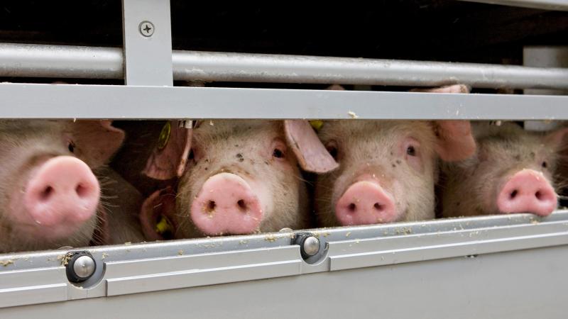 « Nous avons constaté une grande souffrance animale liée aux températures extrêmes,  à la durée excessive des trajets et au manque d’espace » a soulevée l’écologiste.