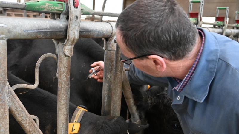 Actuellement, seuls 22,27 % des vaccins ont été livrés pour le sérotype 8 de la fièvre catarrhale ovine.