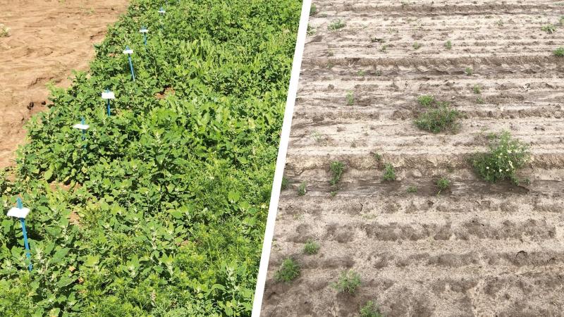 Apeo se dit plus que jamais déterminé à offrir aux particuliers, jardiniers, collectivités et agriculteurs des solutions herbicides qui répondent à leurs besoins tout en contribuant à un avenir plus vert et plus durable.
