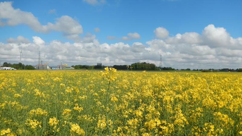 La culture de colza d’hiver se dirige vers la fin de la floraison avec toutefois des différences variétales bien marquées.
