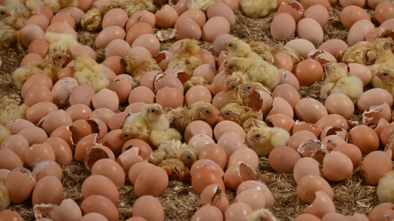 Dans les poulaillers d’Olivier Lardinois, les œufs arrivent quelques jours avant l’éclosion afin de réduire le stress lié au transport des poussins.