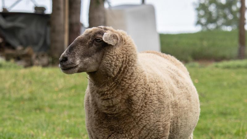 Les éleveurs devront avoir achevé la vaccination de leur troupeau avant le 1er septembre 2025.