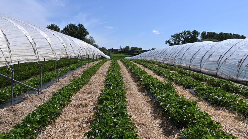 Le ravier « Fraises de Wallonie » est un projet lancé en 2020 pour promouvoir la production de fraises locales et de pleine terre.