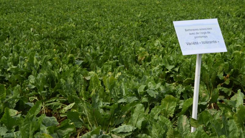Plusieurs hypothèses sont émises quant à l’effet de  la plante compagne. On parle notamment de camouflage qui empêche le puceron de trouver la betterave  ou encore de confusion visuelle ou olfactive.
