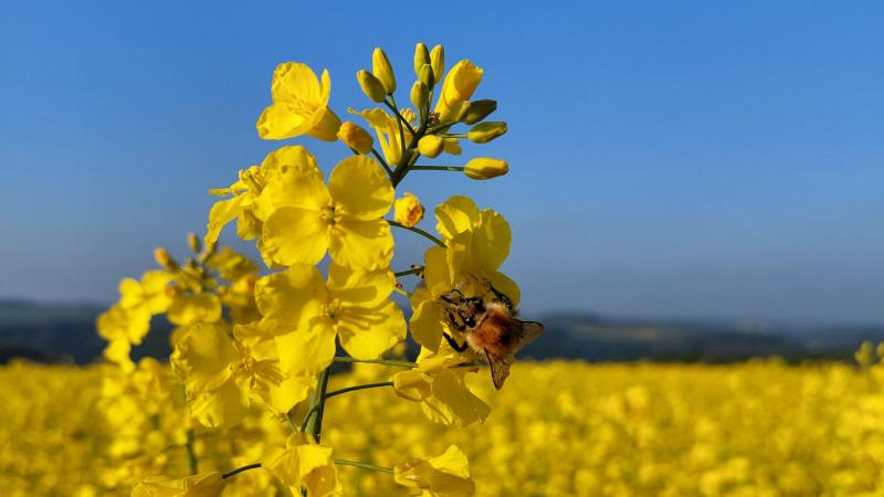 #PlantHealth4Life vise à susciter  une prise de conscience collective  des risques pour la santé des végétaux  et du rôle que chacun peut jouer  pour les protéger.