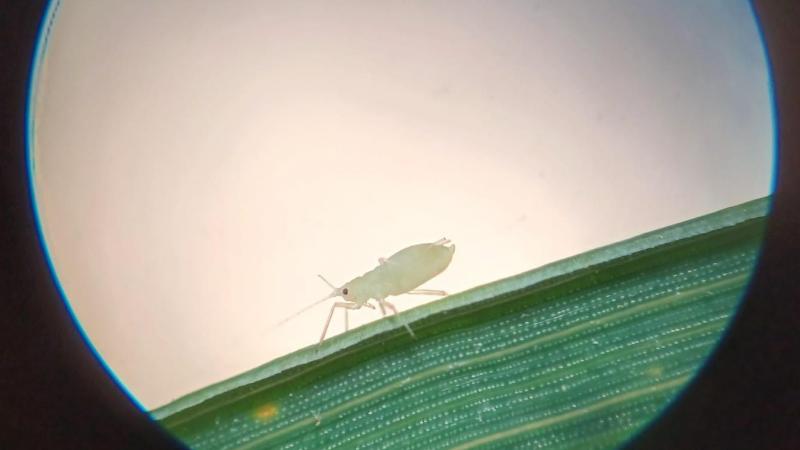 Il reste néanmoins utile de surveiller vos parcelles à l’approche de l’épiaison afin d’évaluer le risque car les infestations peuvent être très locales.