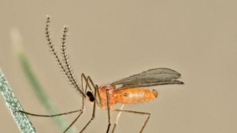 La cécidomyie orange est un ravageur du froment qui provoque seulement des dégâts lors de la coïncidence de l’épiaison et la présence de femelles prêtes à pondre.