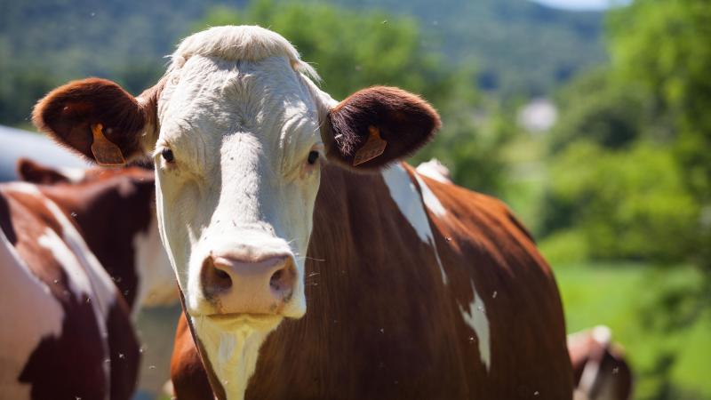 Le documentaire souligne la capacité des bovins de transformer de la nourriture que l’homme n’est pas en mesure de consommer comme l’herbe et les fourrages, en protéines consommables par les humains.