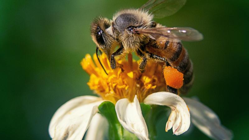 Si les apiculteurs jouent un rôle clé dans la préservation des abeilles, chacun peut également contribuer à leur survie.