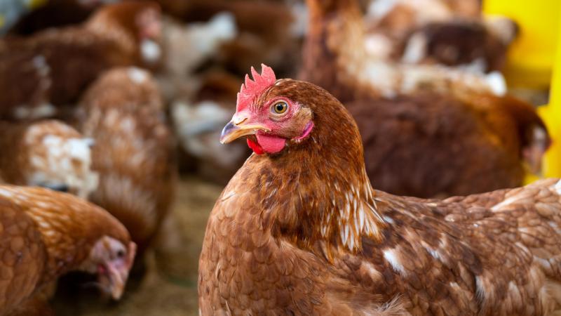 Depuis plusieurs années, la pression d’infection continue de perdurer tout au long de l’année et n’est plus saisonnière.