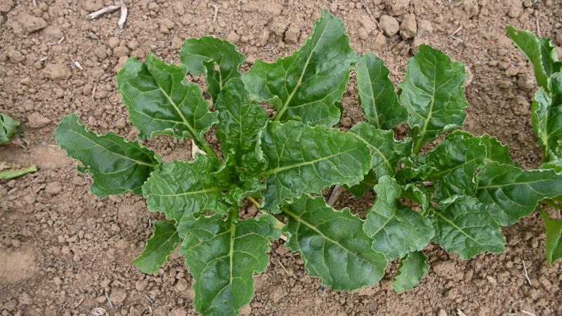 L’Irbab recommande vivement de réaliser des observations dès que les betteraves atteignent le stade 2-feuilles et jusqu’à la fermeture complète des lignes.