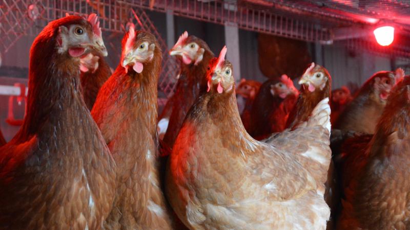 Bien qu’elle progresse,  la filière poules  pondeuses risque  d’être prochainement confrontée à un manque de poulettes.