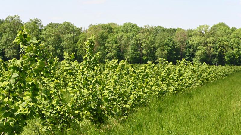 L’association de l’élevage et du noisetier est souvent un atout considérable en terme d’entretien de la parcelle. L’installation de poules dans le verger est celle qui réussit le mieux. Un nette différence de croissance durant la première année a été constatée.