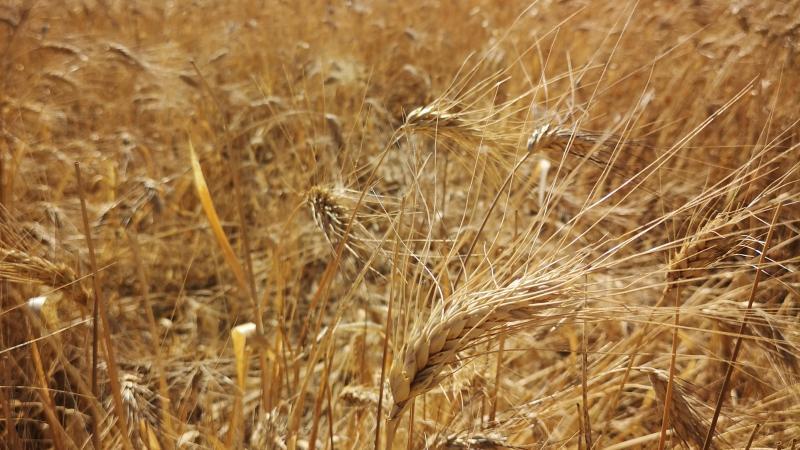 L'indice des céréales a perdu 1,8% par rapport à avril et 8,2% par rapport à la même période l'année dernière, précise la FAO.