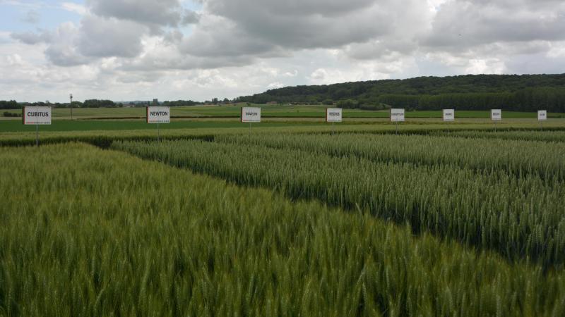 La vitrine variétale met en lumière l’ensemble  du catalogue JPS, permettant de cerner au mieux les principales caractéristiques des « valeurs sûres » et des nouveautés commercialisées  par le semencier en vue des prochains semis.