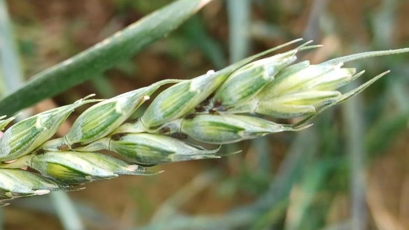 Il est important de traiter uniquement si le seuil d’intervention est dépassé avant le grain pâteux, avec un produit et un créneau adapté, en tenant compte des auxiliaires. Au-delà du stade grain pâteux, traiter n’apporte plus de gain économique.