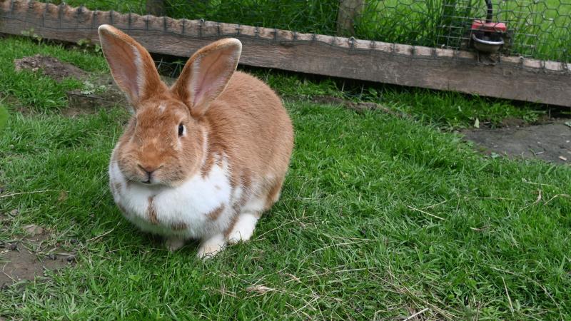 300 lapins par an sont élevés sur ce site qui accueille 12 femelles et un mâle. L’éleveur souhaiterait augmenter  le nombre d’animaux, tout en misant  sur la qualité de ses produits.