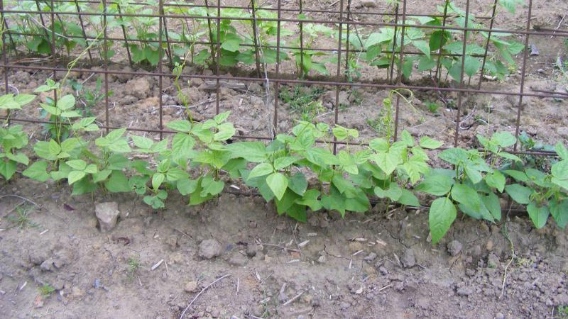 Des fers à béton peuvent servir de support pour ces légumes.