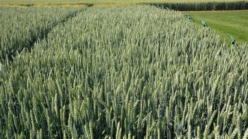 En matière de lutte contre les adventices en céréales, la disparition attendue du flufenacet oblige à revoirles schémas désherbage.