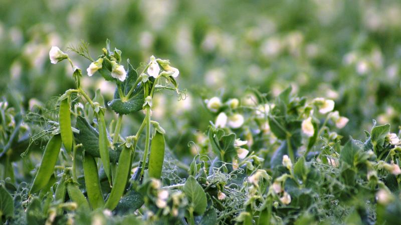 Les couverts sont capables de prélever dans le sol jusqu’à 110 kg d’azote par hectare, en deux à trois mois de végétation.