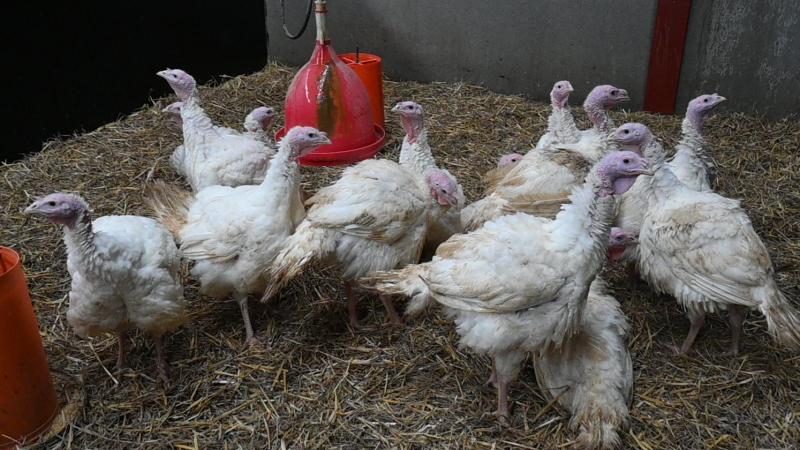 Chez les volailles, l’usage d’antibiotiques est le plus élevé chez les dindes, dépassant celui observé chez les poulets de chair.